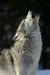 Gray wolf
