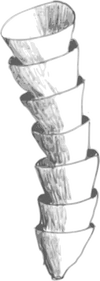 Cloudina.png