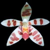 Phalaenopsis maculata thumb.jpg