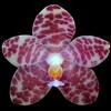 Phalaenopsis gigantea thumb.jpg
