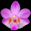 Phalaenopsis pulcherrima thumb.jpg
