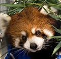 Red panda.jpg