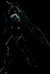 406px-(Darkius).png