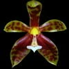Phalaenopsis lamelligera thumb.jpg