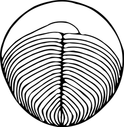 Yorgia.png