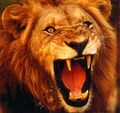 Reallion.jpg