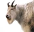 Goat2