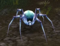 Pygmy Venom Web Spider