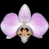 Phalaenopsis sanderiana thumb.jpg