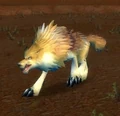Feral Crag Coyote.jpg