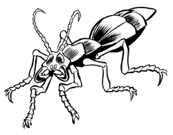 Fefze beetle