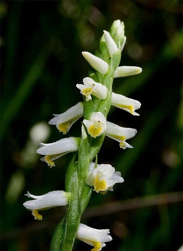Spiranthes lucida Orchids Wiki
