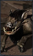 Boar