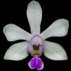 Phalaenopsis hainanensis thumb.jpg