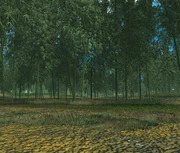 Bamboo forest