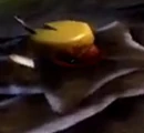 Cheese