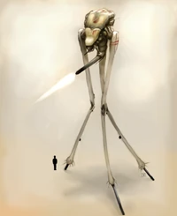 striders
