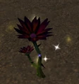 Black Lotus.jpg