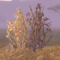 Bruiseweed.jpg