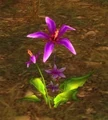Arthas Tears.jpg