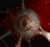 Zerg Overmind