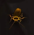 Cockroach.jpg