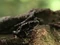 Grenouille m.jpg