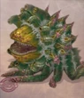 Ffxii-wildmalboro