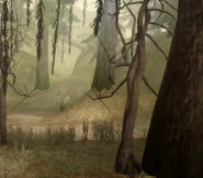 Area-Brecilian Forest