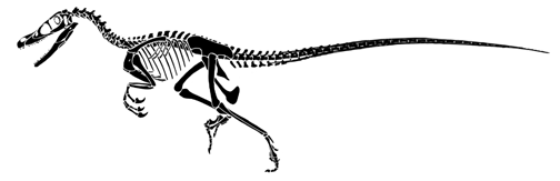 Velociraptor_skeleton.gif