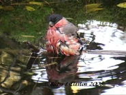 Male Bullfinch Grabbed Frame 1