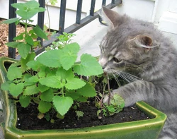Kitten sniffing plants