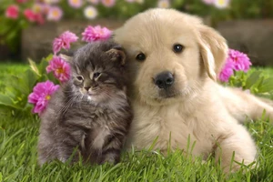 Puppy love