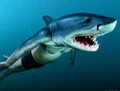 Conceptual Artwork of Viktor Krum (Half-human, Half-shark).JPG