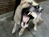 Big Dog Mafia