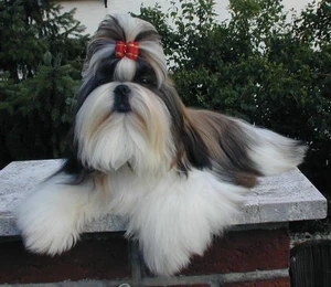 Shih Tzu 3
