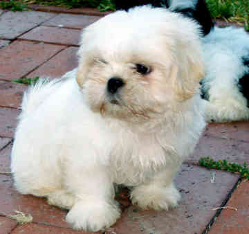 White Shih Tzu Puppies