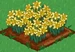 Daffodil 100