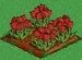 Red Tulip 100