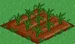 Red Wheat 33