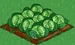 Cabbage 100