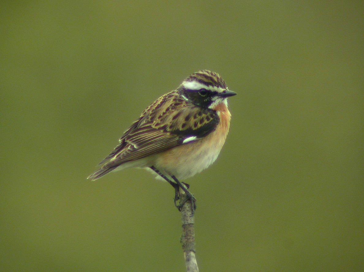 whinchat bird