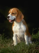 Beagle at night