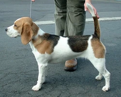 Beagle standing