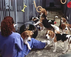 Beagle testing August 2000