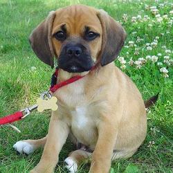 Puggle puppy