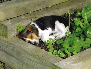Sleeping beagle