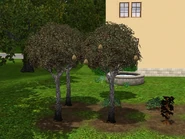Money-tree-2-ts3