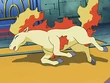 EP562 Ponyta derrotado