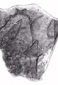 Youra Potsherd.jpg